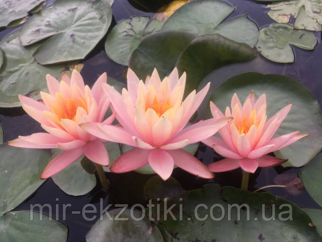 Нимфея «Жоржия Пич» (Nymphaea «Georgia Peach») (взрослое растение) - фото 1 - id-p508259881