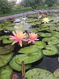 Німфея «Жоржия Піч» (Nymphaea «Georgia Peach») (доросла рослина), фото 3
