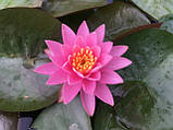 Німфея «Пінк Опал» (Nymphaea «Pink Opal») (молода рослина, поділка), фото 3