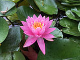 Німфея «Пінк Опал» (Nymphaea «Pink Opal») (молода рослина, поділка), фото 5