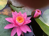 Німфея «Пінк Опал» (Nymphaea «Pink Opal») (молода рослина, поділка), фото 4