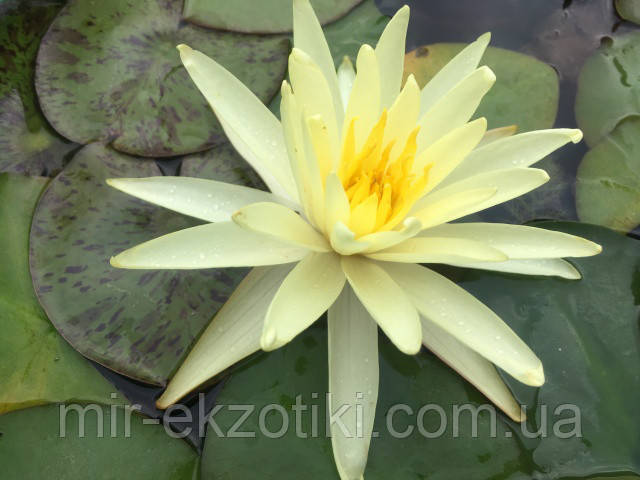 Німфея "Єллоу Куін" (Nymphaea "Yellow Queen") (молода рослина, поділка)