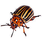 Укравіт. Інсектицид АТО Жук 3 мл + Гулівер Стимул 10 мл, фото 5