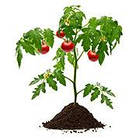 Субстрат Універсальний, Садко, 20 л, фото 3