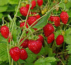 Земляніка Регіна садова ремонтантна багаторічна/0,1 г, фото 3