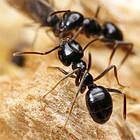 Інсектицидний порошок Фронтлайн М від тарганів, бліх мурах 1 г, фото 5