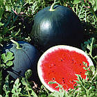 Кавун Вогник 10 г, фото 3