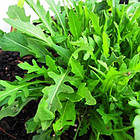 Насіння Рукола ароматна Вдалій врожай 10 г, фото 2