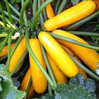 Кабачок Мері Голд F1 Clause/Франція 5 шт, фото 2