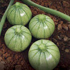 Кабачок Раунд Б'юті F1 Італія 5 шт, фото 2
