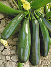 Насіння Кабачок-цукіні Скворушка, 10 г, фото 2