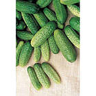 Огірок Атлантіс F1 Bejo Zaden/Нідерланди 20 шт, фото 4
