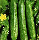 Насіння огірок Салім F1 (смачний салат) Професійне насіння 10 шт, фото 3