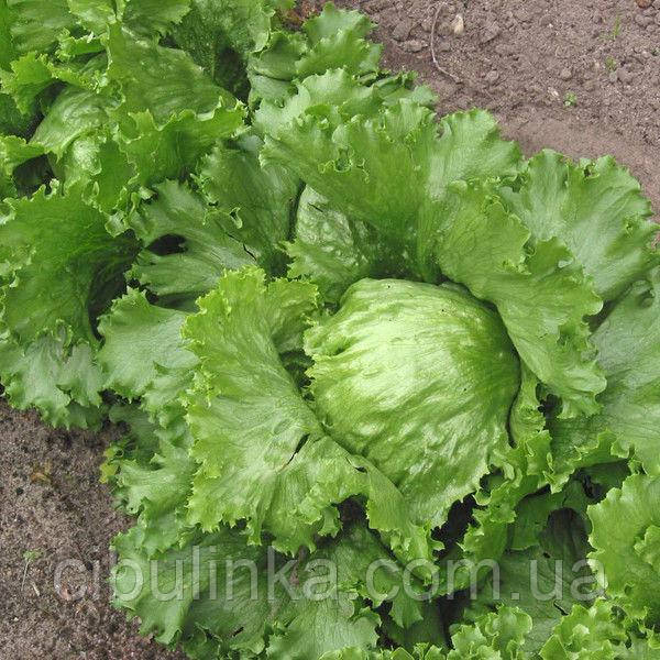 Салат Айсберг хрусткий 1 г, фото 1