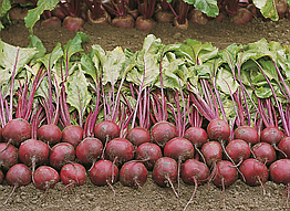 Буряк столовий Пабло F1 Bejo Zaden/Нідерланди 2 г