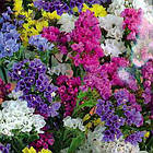 Статиця (Кермек) Пасифік-mix GL Seeds 0,1 г, фото 2