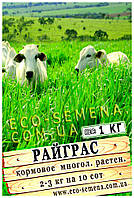 Насіння трава Райграс сіносний, спокоємий, багаторічний, від 1 кг на розвіс