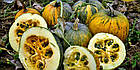 Гарбуз Голонасінний (на насіння) 3 г, фото 3