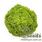 Салат "Алеппо" 1000 с. дражджовані Рік Цваан, (Rijk Zwaan)