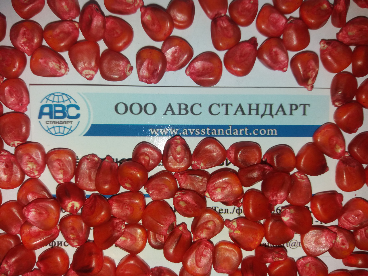 Середня рання посівна кукурудза ГОТІН ДБ ФАО 260. Високоурожайний гібрид ДБ ХОТІН із гарною вологовіддачею.