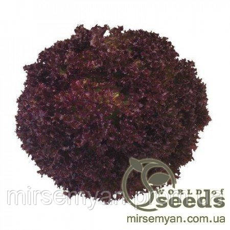 Салат "Конкорд" 1000 с., Рік Цваан, (Rijk Zwaan), фото 1