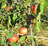 Саджанці яблуні Пінова. (Б7-35). (ввв/кр). Зимовий сорт, фото 4