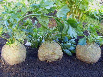 Сельдерей Силач 0.3 г Agromaksi