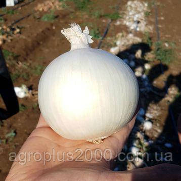 Насіння Лук білий ріпчастий KS 725 F1, 1000 cем'ян Kitano Seeds, фото 1