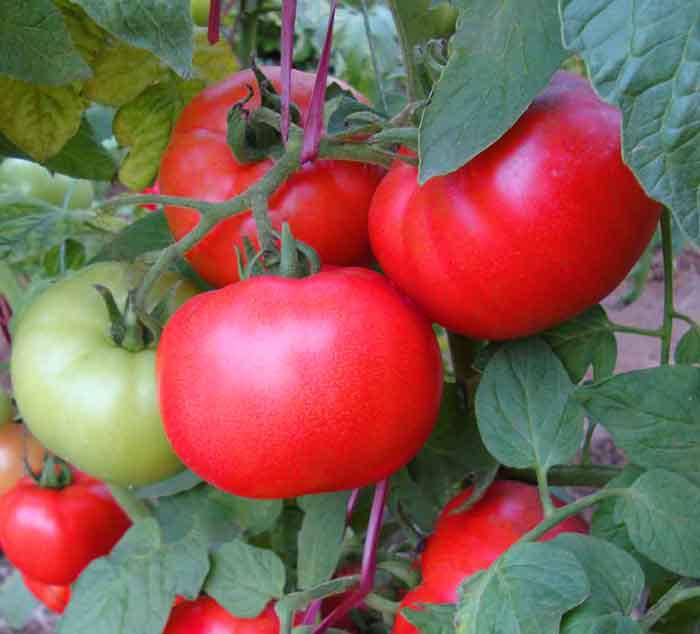 Томат Андріївський сюрприз 0.1 г Agromaksi, фото 1