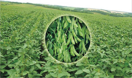 Інокулянти для сої: USA(США)/ Україна