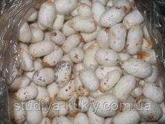 Кокони тутового шовкопряда другої категорії, (є плями, пом'яті) упаковка 10 шт, фото 1