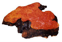 Антродия (Червоний камфорний гриб). Лікування раку. Підвищення імунітету