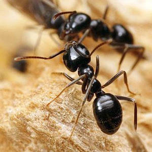 Використання диких мурах в китайській медицині