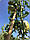 Бамбукове дуло, опора діам.16-18 мм, L 1,5 м, фото 2