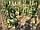 Бамбукове дуло, опора діам.20-22 мм, L 2,1м, фото 4