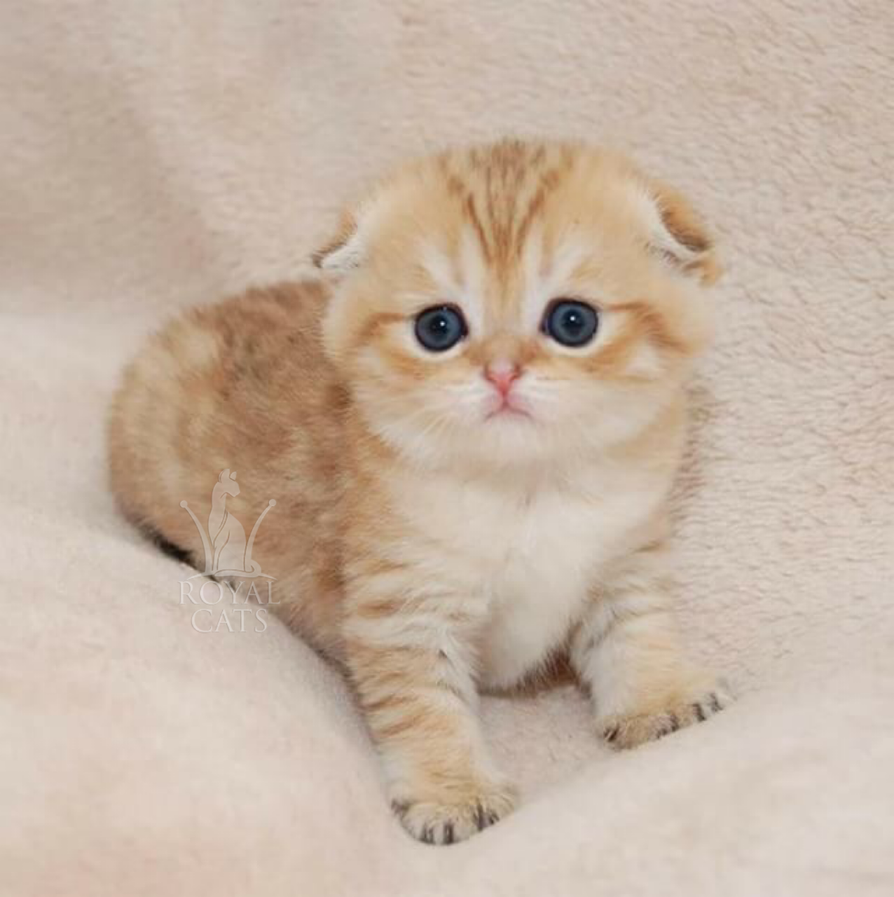 Вислоухие шиншиллы котята