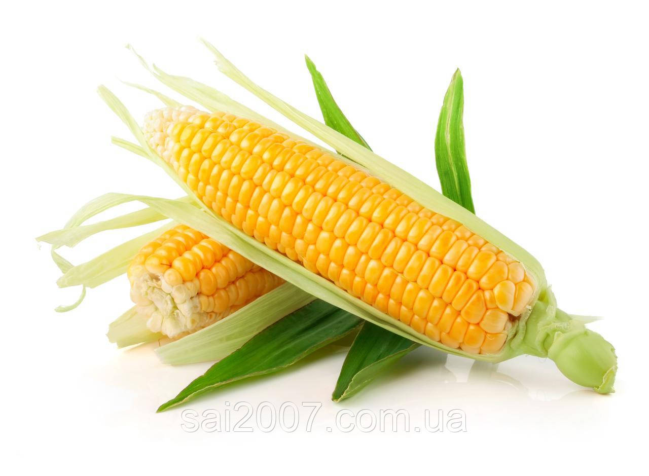 Сертифіковане насіння кукурудзи Тесла (ФАО-350)