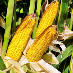 Насіння кукурудзи Порубінь 375МВ (ФАО-380)