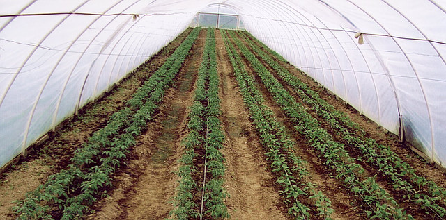 Крапельний полив купити