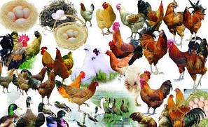 Премікси та БМВД для птиці