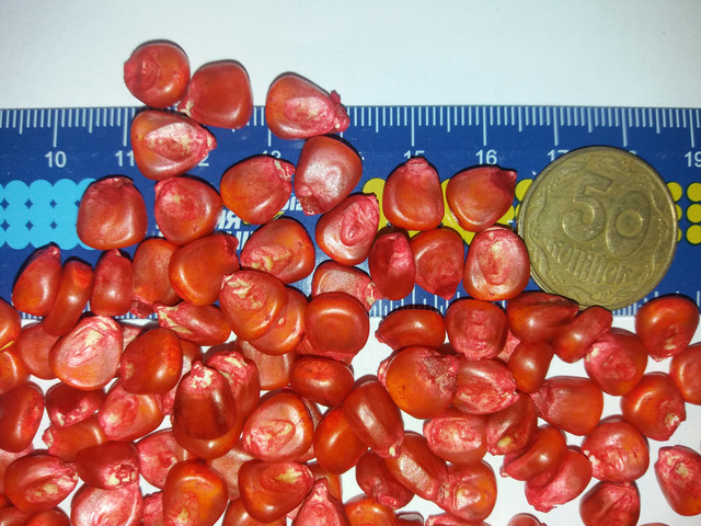 Оржиця 237 МВ