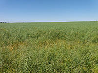 Ріпак озимий Ламбер 305 днів, Врожайність 35-40 ц/га. Стрес – 9 балів. Насіння озимого ріпаку Ламбер. "Арт-Агро", фото 3