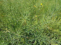 Ріпак озимий Ламбер 305 днів, Врожайність 35-40 ц/га. Стрес – 9 балів. Насіння озимого ріпаку Ламбер. "Арт-Агро", фото 5