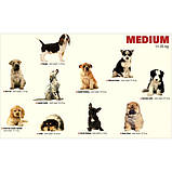 Корм для цуценят Royal Canin (Роял Канін) PUPPY MEDIUM від 2-х до 12 місяців, на вагу 1 кг, фото 2