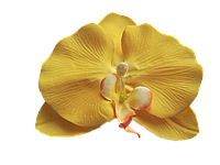 Головка орхидеи желтая