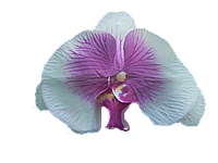 Головка орхидеи белая с фиолетовой серединкой