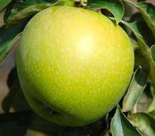 Яблука Гренні Сміт (65+)