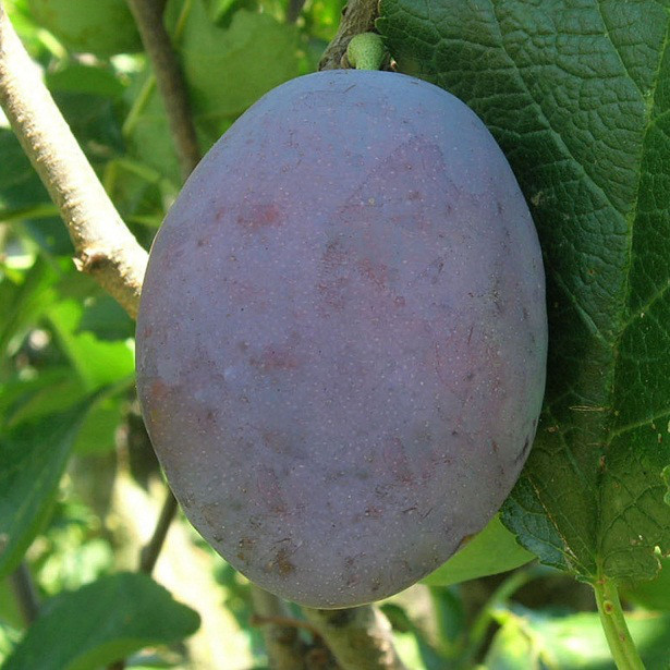 Слива Чачакська (рання), фото 1