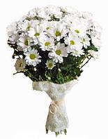 Хризантема ромашковая белая в букете 9шт