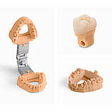 Dental Model Resin  ⁇  пластик для ЗD-принтера Formlabs Form 2  ⁇  3D пластик Formlabs , фото 3